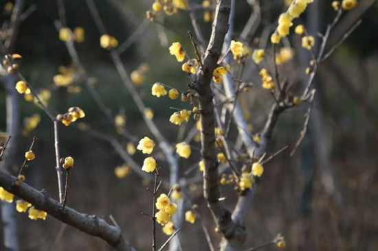 雨水降，萬(wàn)物蘇(圖2)