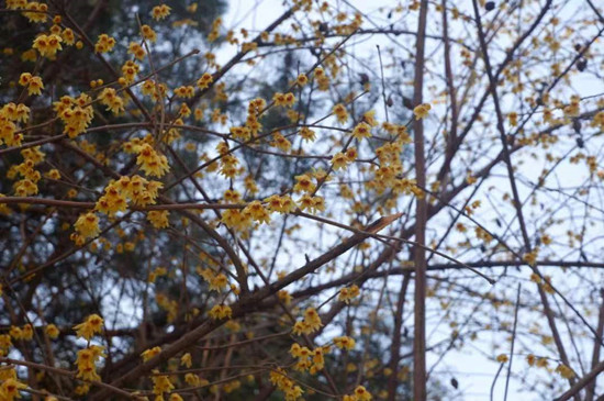 雨水降，萬(wàn)物蘇(圖3)